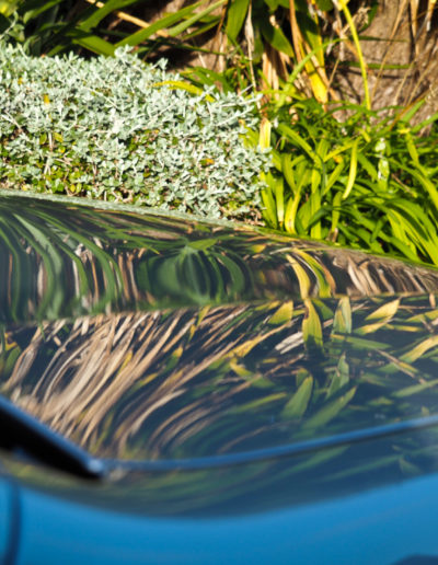 Plants reflecting on bonnet after coating applied